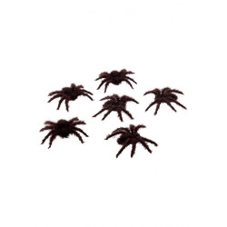 6 hnědých chlupatých pavouků